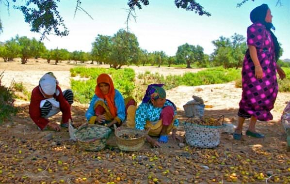 عامل إقليم تارودانت يصدر قرار “الأكدال” ويمنع الرعي وجني الأركان