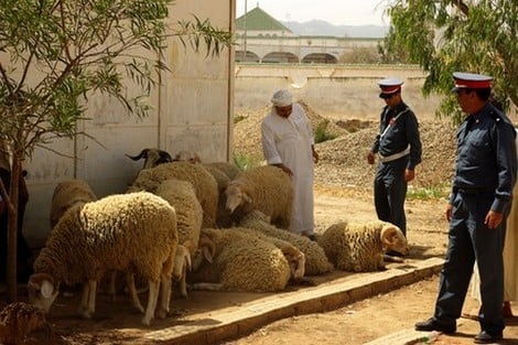 أيت يعزة.. الدرك الملكي يوقف أحد المشتبه فيهم في سرقة قطيع من الأغنام بجماعة أرازان.