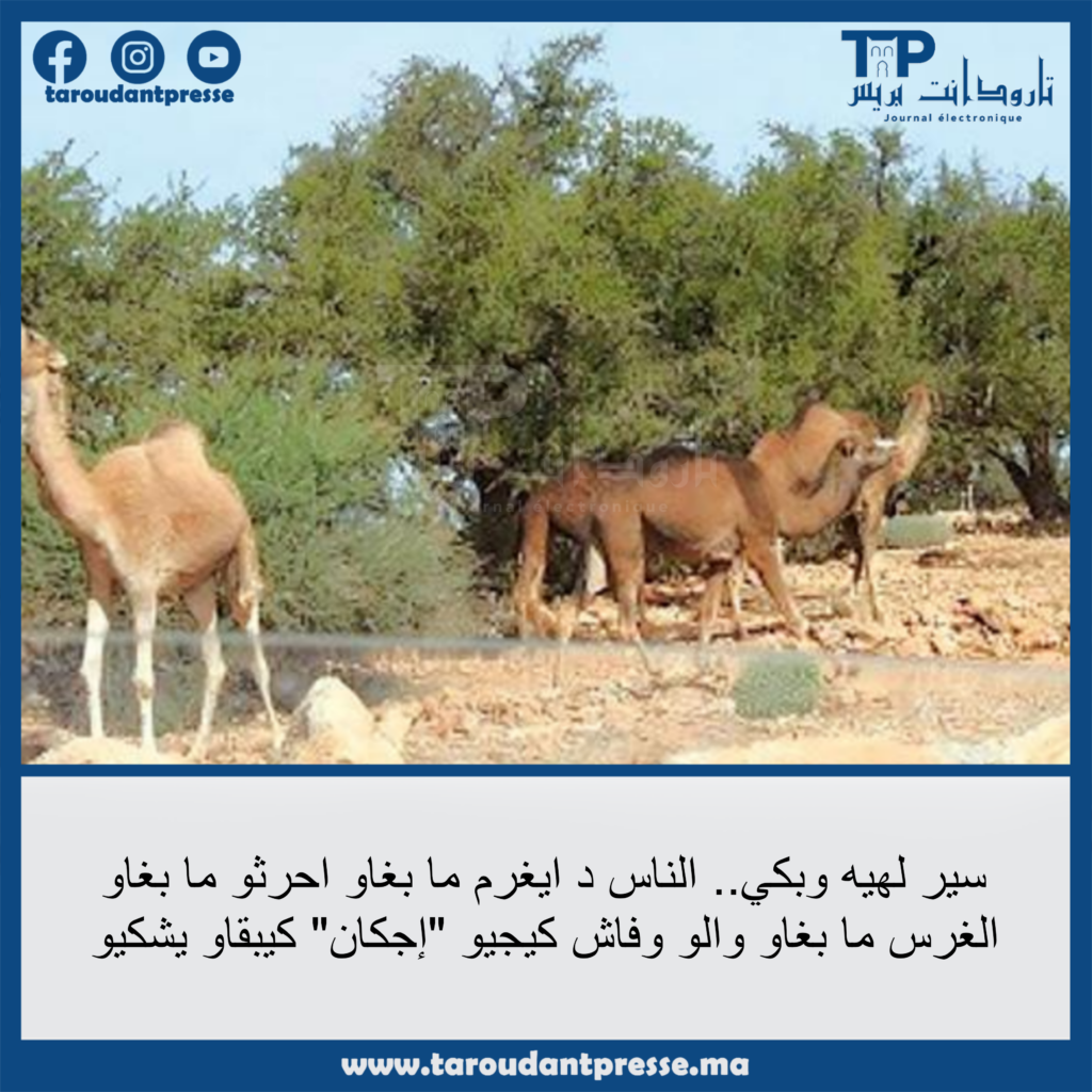 إيغرم.. بين العزوف عن استثمار الأراضي وشكايات الرعي الرحل.. جدل يحتاج إلى حلول عاجلة