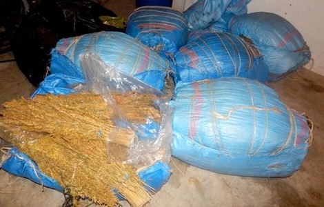 أولاد تايمة.. الدرك الملكي يحجز أزيد من 300 كيلوغرام من الكيف بضفاف واد سوس